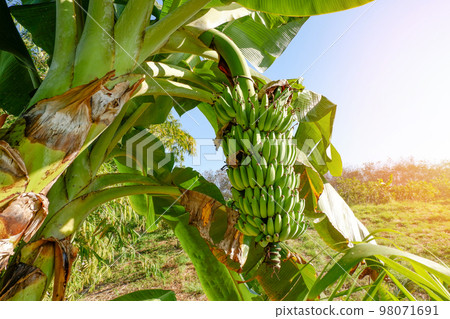 banana fruit on banana tree in the summer, raw banana - green banana fruit in the garden 98071691