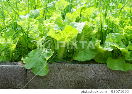 organic vegetable gardening with green leaf fresh vegetable mix variety lettuce spring onion garlic on concrete pot, vegetable garden in the backyard garden home gardening nature vegetable 98071693
