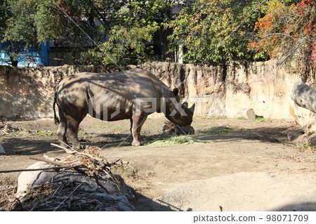 大阪天王寺動物園的東部黑犀牛 大阪天王寺動物園的東部黑犀牛 98071709