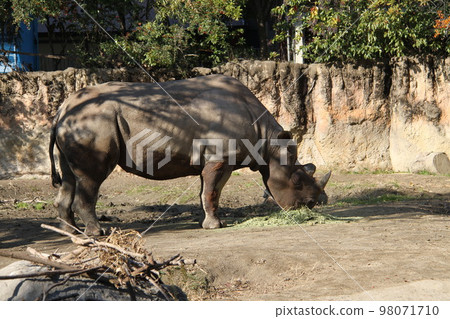 大阪天王寺動物園的東部黑犀牛 大阪天王寺動物園的東部黑犀牛 98071710