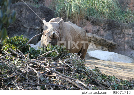 大阪天王寺動物園的東部黑犀牛 大阪天王寺動物園的東部黑犀牛 98071713