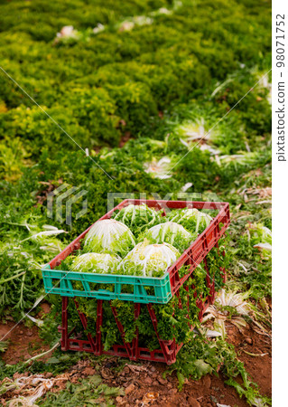 Harvest of green lettuce in crates during harvesting in garden Harvest of green lettuce in crates during harvesting in garden 98071752