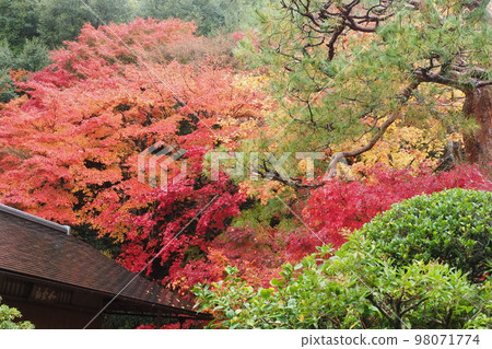 Kyoto Sagano Nison-in Temple Rain Garden 98071774