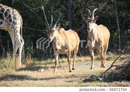 Eland at Osaka Tennoji Zoo 98071784