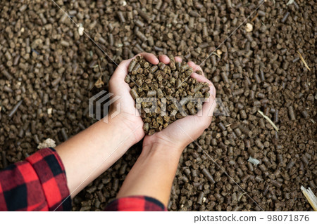 Female farmer hands holding handful of calf feed pellets 98071876