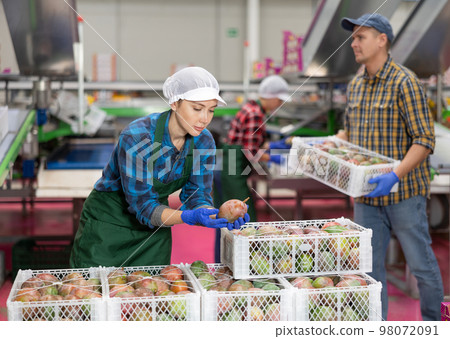 Woman holding mango during sorting to crates and checking quality at warehouse on factory 98072091