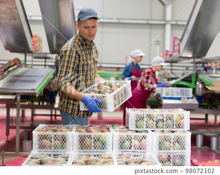 Worker carries boxes of mango fruits at factory Worker carries boxes of mango fruits at factory 98072102