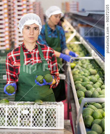 Hispanic woman sorting and packing ripe Hass avocados Hispanic woman sorting and packing ripe Hass avocados 98072105