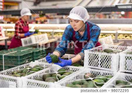 Woman in uniform during sorting at warehouse at avocado factory 98072295