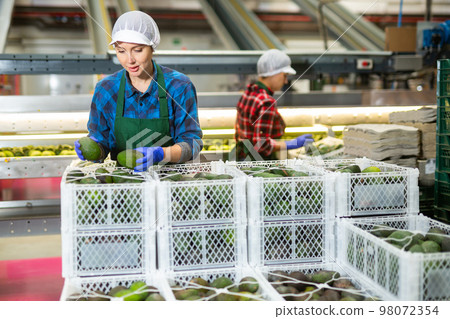Smiling workwoman checking ripe avocados in boxes before storage Smiling workwoman checking ripe avocados in boxes before storage 98072354