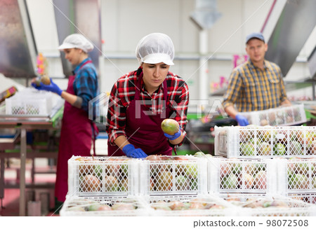 Latin American workwoman checking selected mangoes in boxes 98072508