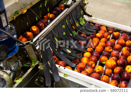 Cleaning and sorting peaches in factory automated line Cleaning and sorting peaches in factory automated line 98072511