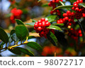 Red fruit 98072717