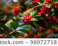 Red fruit 98072718
