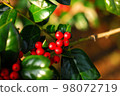 Red fruit 98072719