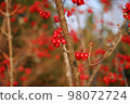 Red fruit 98072724