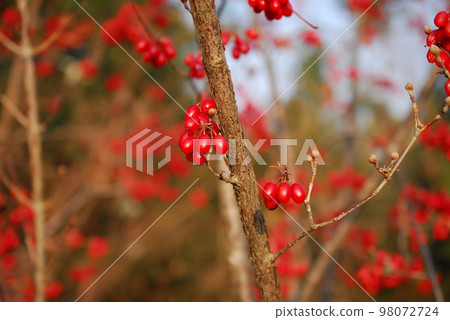 Red fruit 98072724