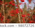 Red fruit 98072726