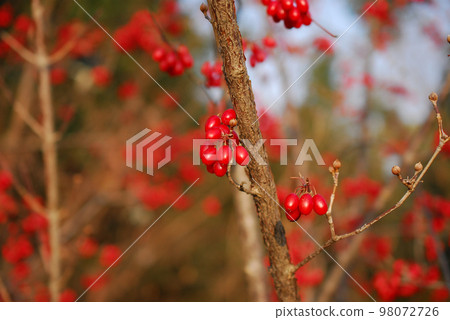 Red fruit 98072726