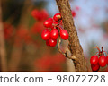 Red fruit 98072728