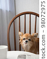 吉娃娃坐在椅子上 98072975