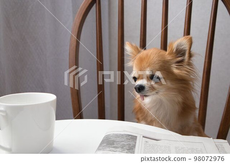 吉娃娃坐在椅子上 98072976