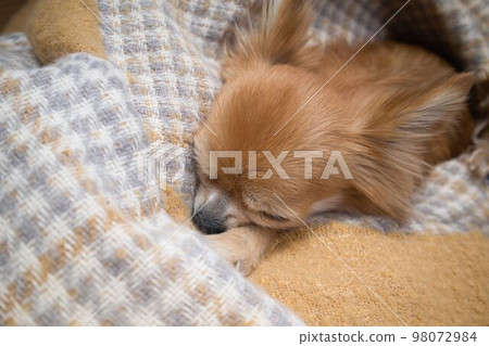 吉娃娃裹著毯子睡覺 98072984