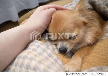 Chihuahua sleeping wrapped in a blanket 98072985