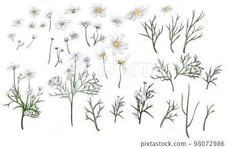 波斯菊素材(可自行拼組) 波斯菊素材(可自行拼組) 98072986