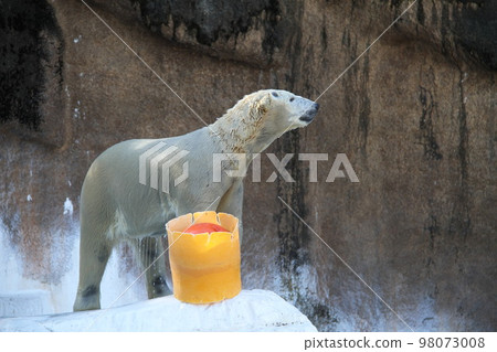 大阪天王寺動物園的北極熊 大阪天王寺動物園的北極熊 98073008