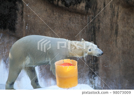 大阪天王寺動物園的北極熊 98073009