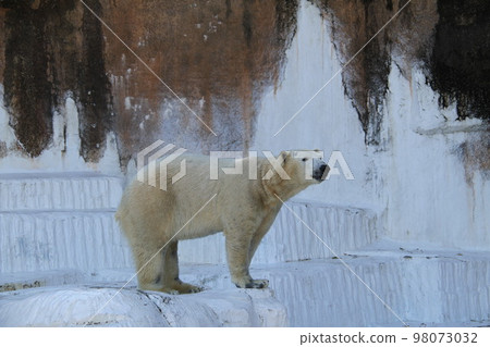 大阪天王寺動物園的北極熊 98073032