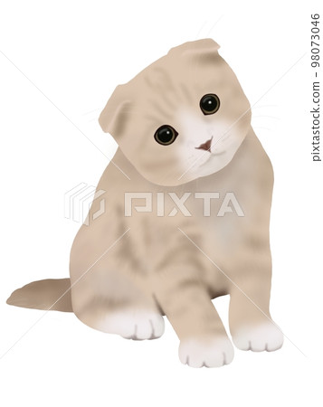 蘇格蘭折小貓 98073046