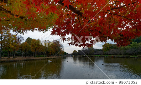 深秋的公園，秋天的落葉染上了色彩 98073052