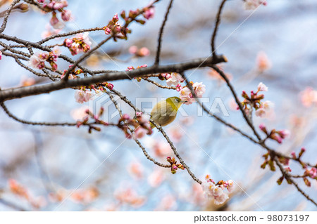 Angyo Sakura and White-eye 98073197