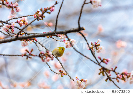Angyo Sakura and White-eye 98073200