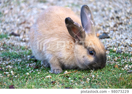 baby rabbit looking for food 98073229