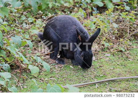 black rabbit looking for food 98073232