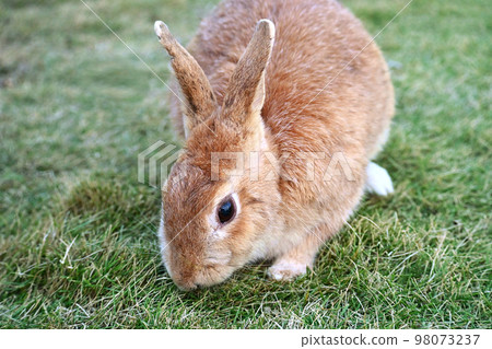 野兔找食物 野兔找食物 98073237