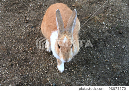 Rabbit approaching from the front 98073270