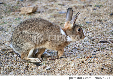 跑兔子側身 跑兔子側身 98073274