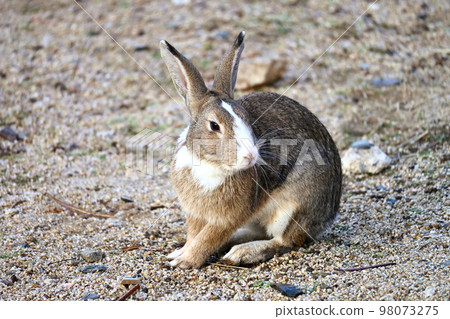 兔子回頭看 兔子回頭看 98073275