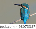 Kingfisher realistic illustration 98073387