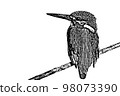 Jade illustration line drawing 98073390