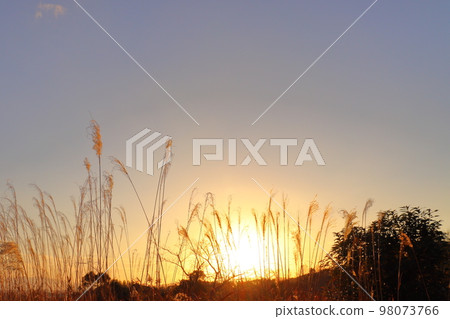 Winter sunset sky pampas grass 98073766