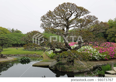 春天岡山後樂園 春天岡山後樂園 98073767