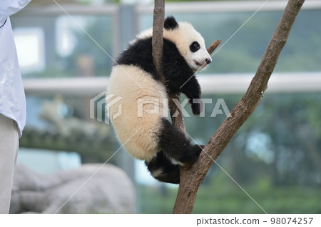 Momohama playing by climbing a tree Momohama playing by climbing a tree 98074257