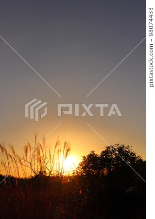 Winter sunset sky pampas grass 98074433