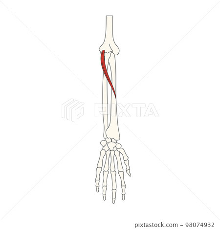 human anatomy drawing_muscle pronator teres 98074932