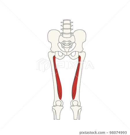 human anatomy drawing_musculus vastus medialis 98074993